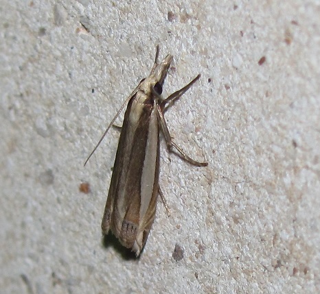 Angustalius malacellus? Si